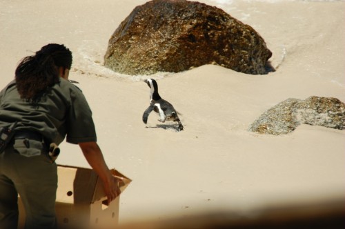 A penguin being re-released on Boulder's Beach