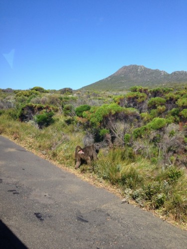 Baboon at Cape Point Reserve (look at its red butt!)