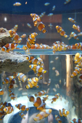 Nemo fish at the Two Oceans Aquarium