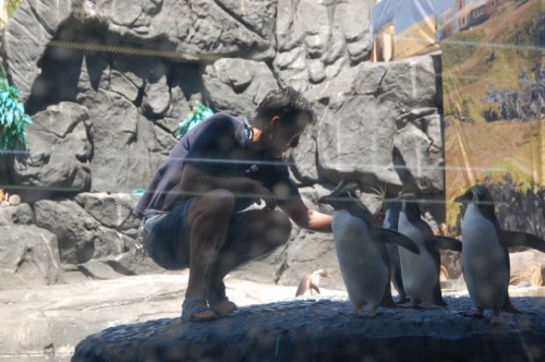Rockhopper penguins at feeding time