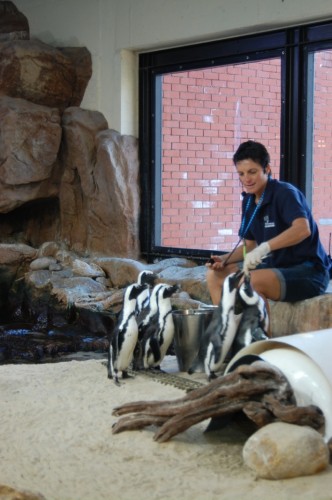 African penguins at feeding time