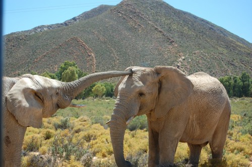Elephants