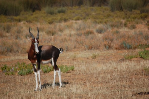 Bontebok