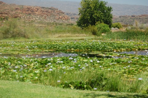 The lily pool