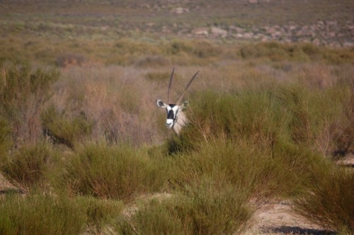 Oryx (or gemsbok)