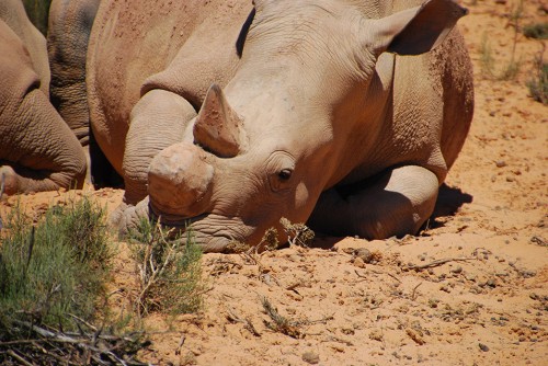 Rhino