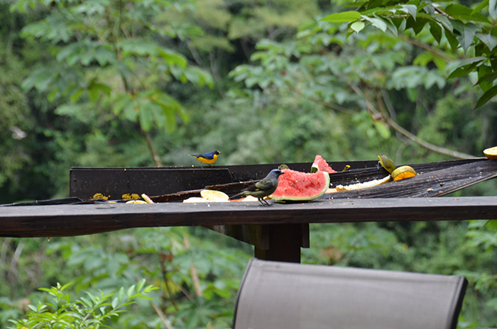 birds1