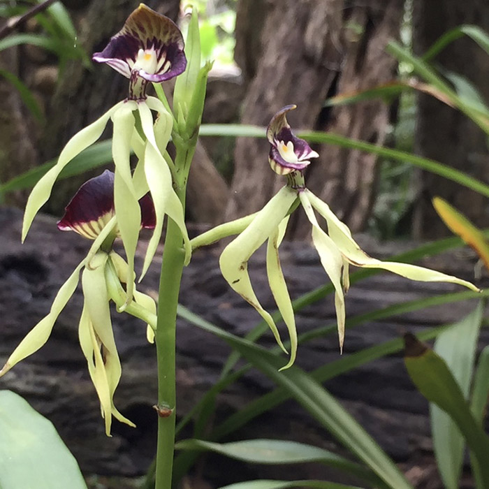 black_orchid