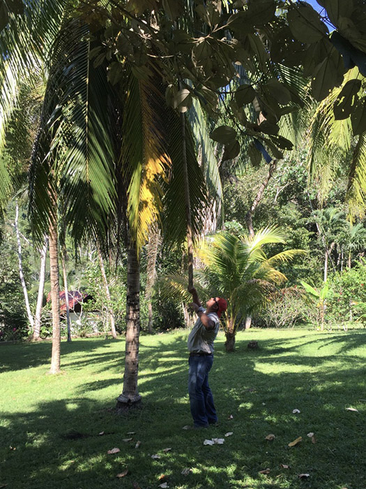 picking_coconuts